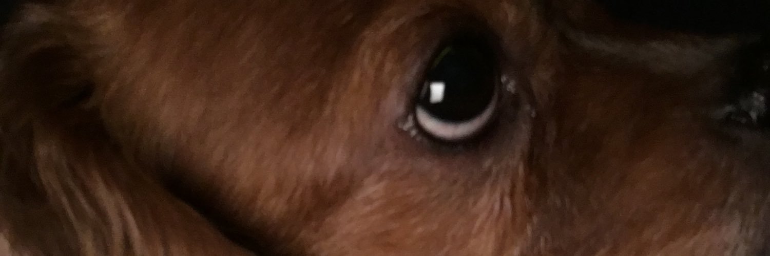 SheillaGaillard's profile banner image