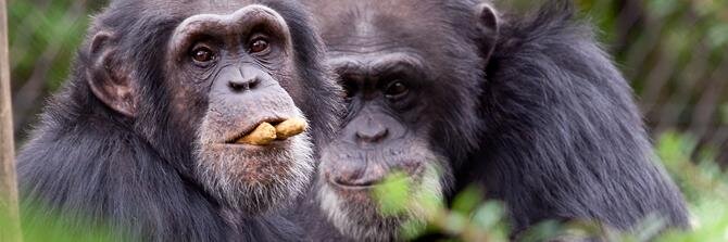 ChimpSymp2016's profile banner image