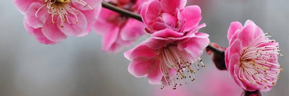 🌹 Paula 🌹Ciro Gomes🌹PND 🌹 banner