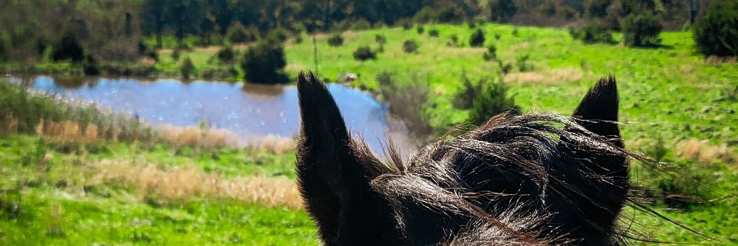 mandersmaybe's profile banner image