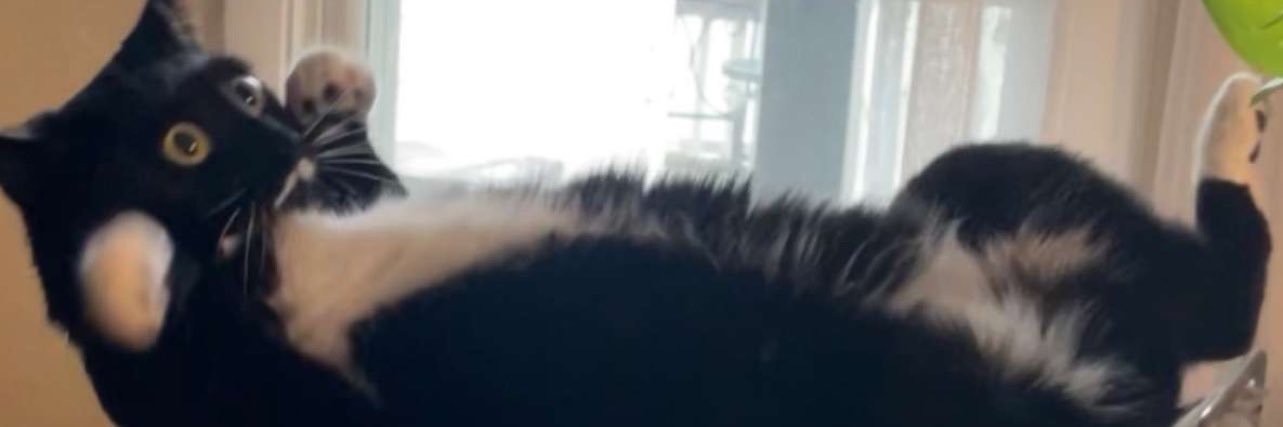 hann__j's profile banner image