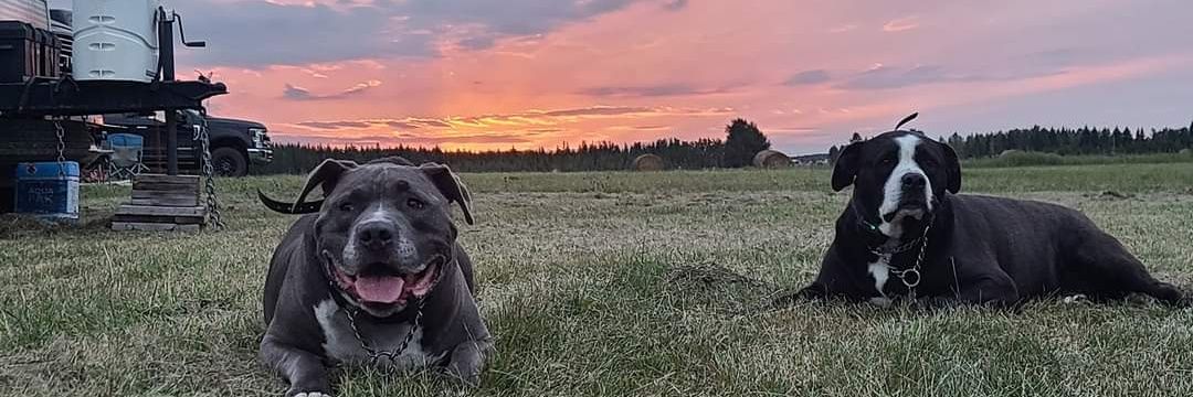 Aaron Visotto banner