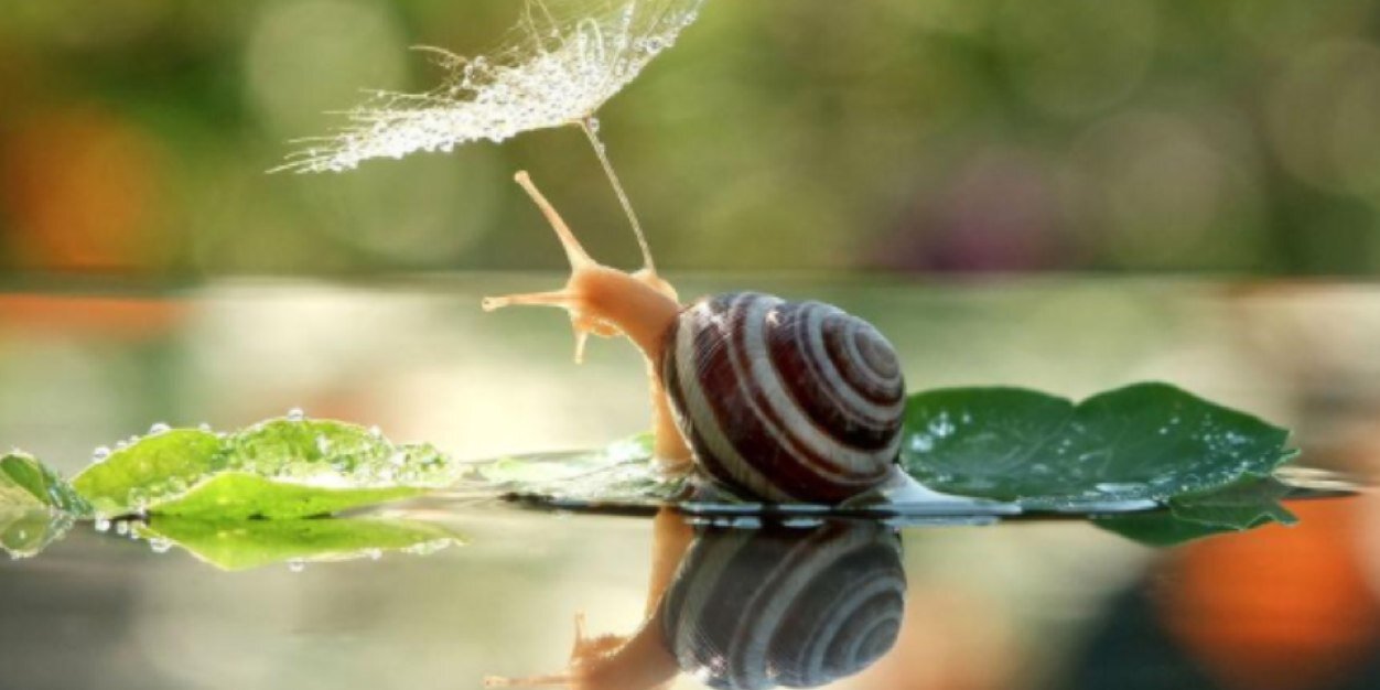 shell_isle's profile banner image