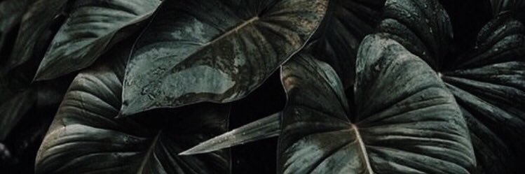 mackiegracee's profile banner image