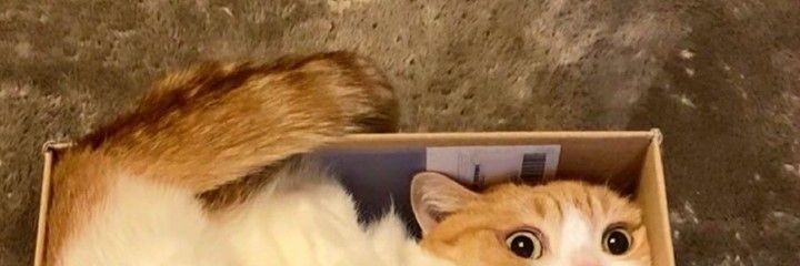 murni's profile banner image