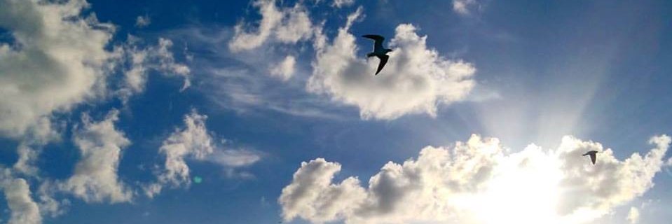 datlavenderhaze's profile banner image