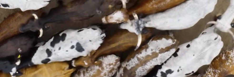 Zulu Sethembiso banner