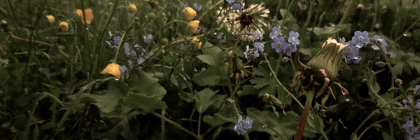DeniseMitrano Profile Banner