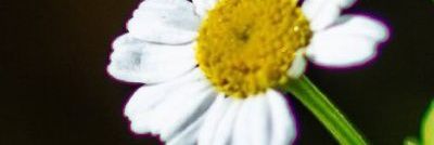 AraceLucia's profile banner image