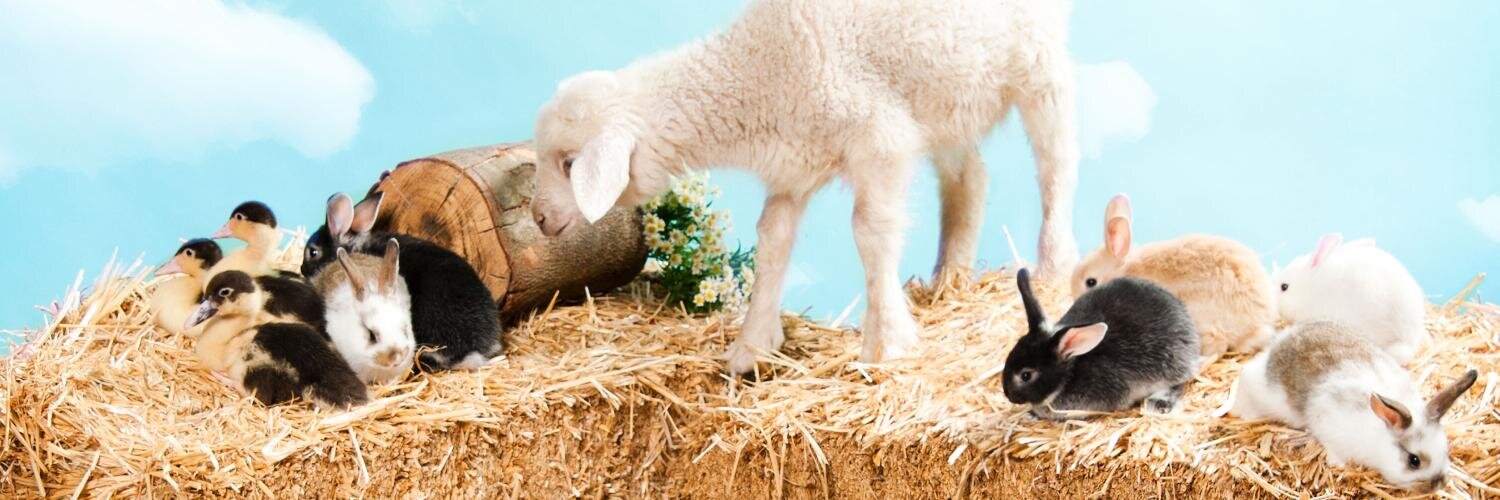 Kindifarm's profile banner image