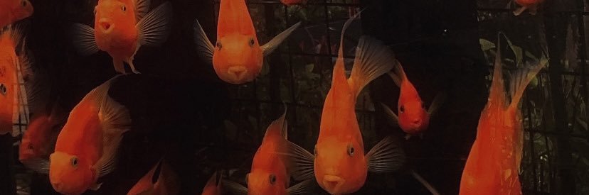 puputmu's profile banner image