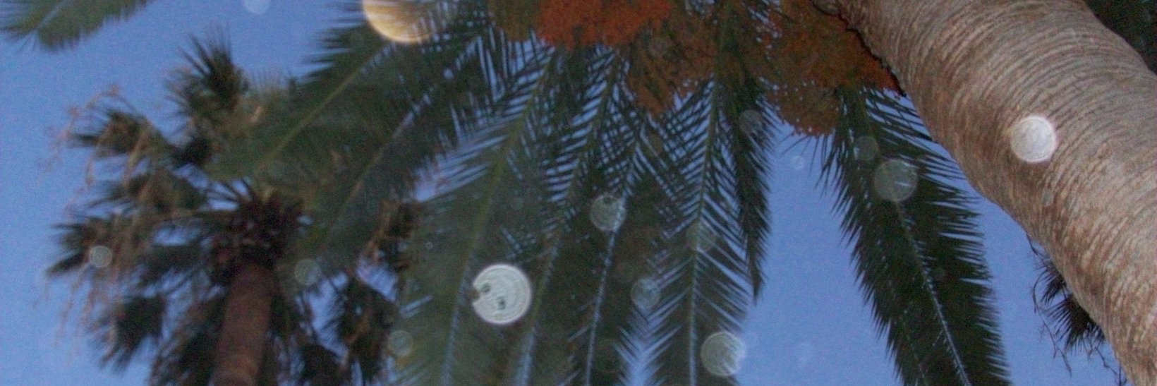 MarleneSlabaugh's profile banner image