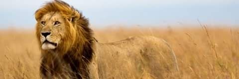 slvdeleon's profile banner image