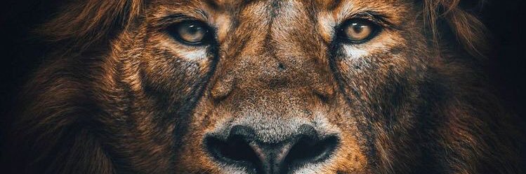 dianaguna's profile banner image