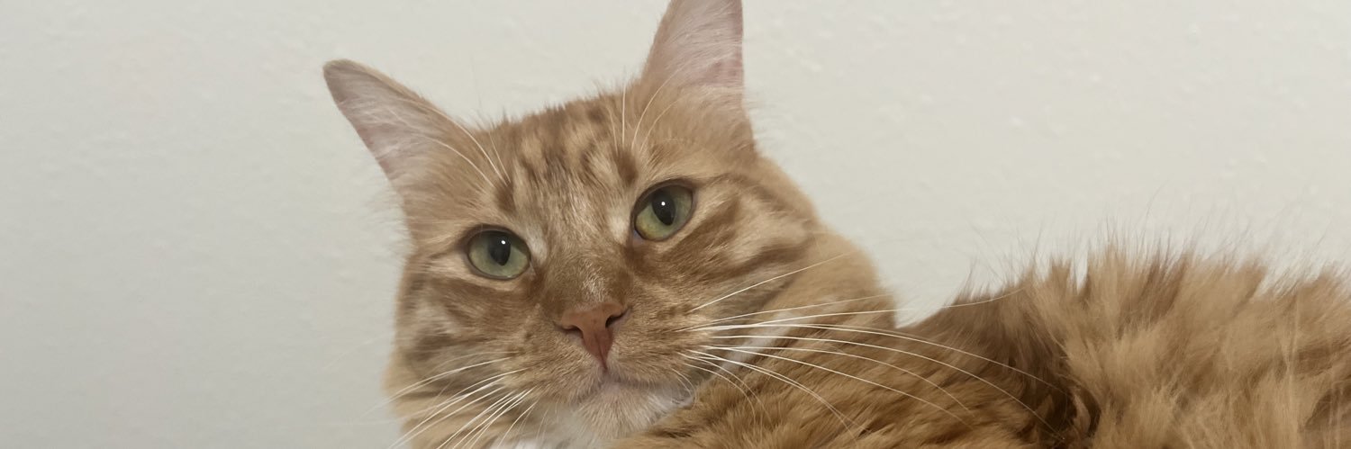 Dopelibra's profile banner image