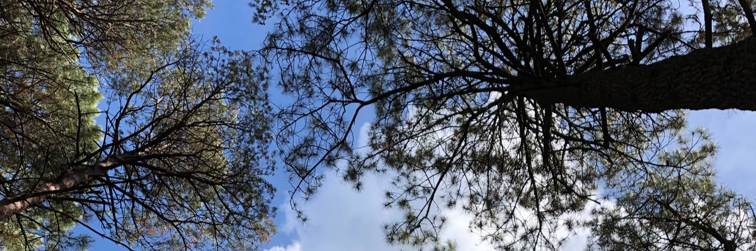 suehfrim's profile banner image