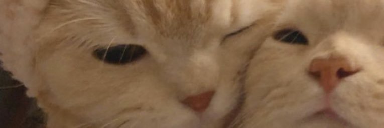 molenaarjulia's profile banner image