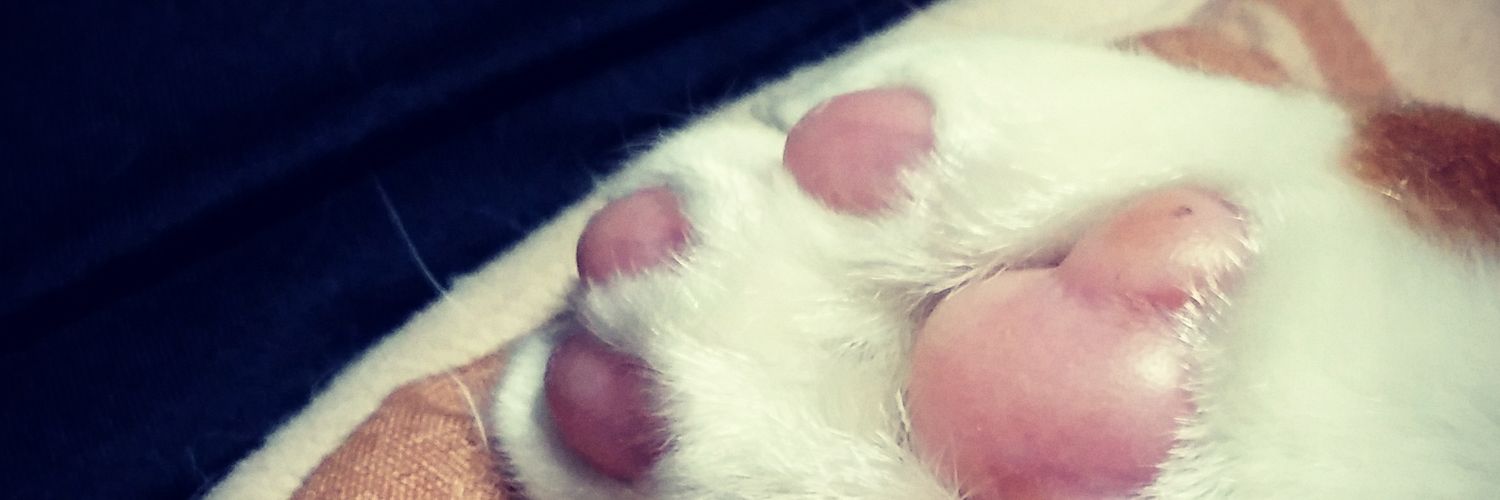 nicokuronuko25's profile banner image