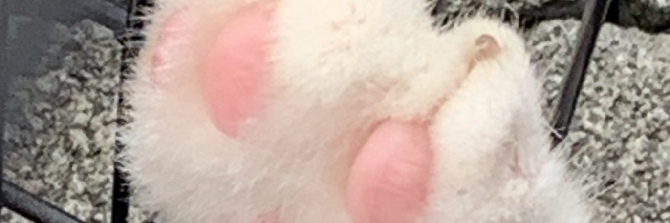 risaadewi's profile banner image