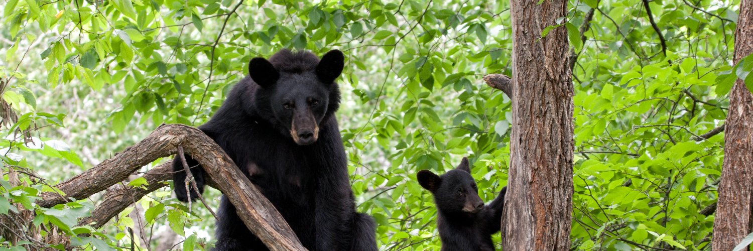 World Animal Protection Sweden banner