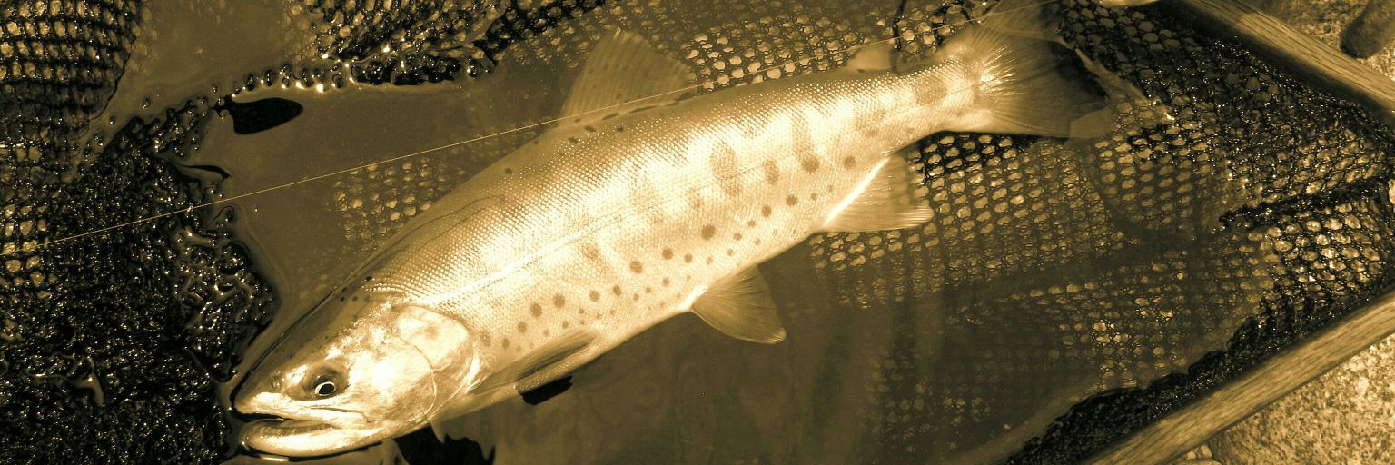 チョウチンアンコウ(♂) banner