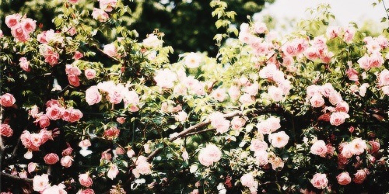 AMarelliHHS's profile banner image