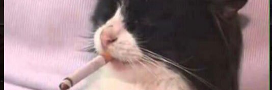 Elgatitofumando banner