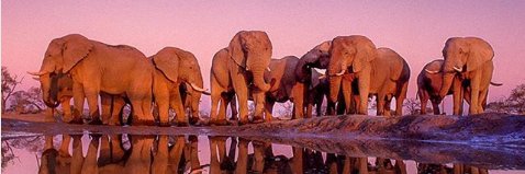 lphant_22's profile banner image