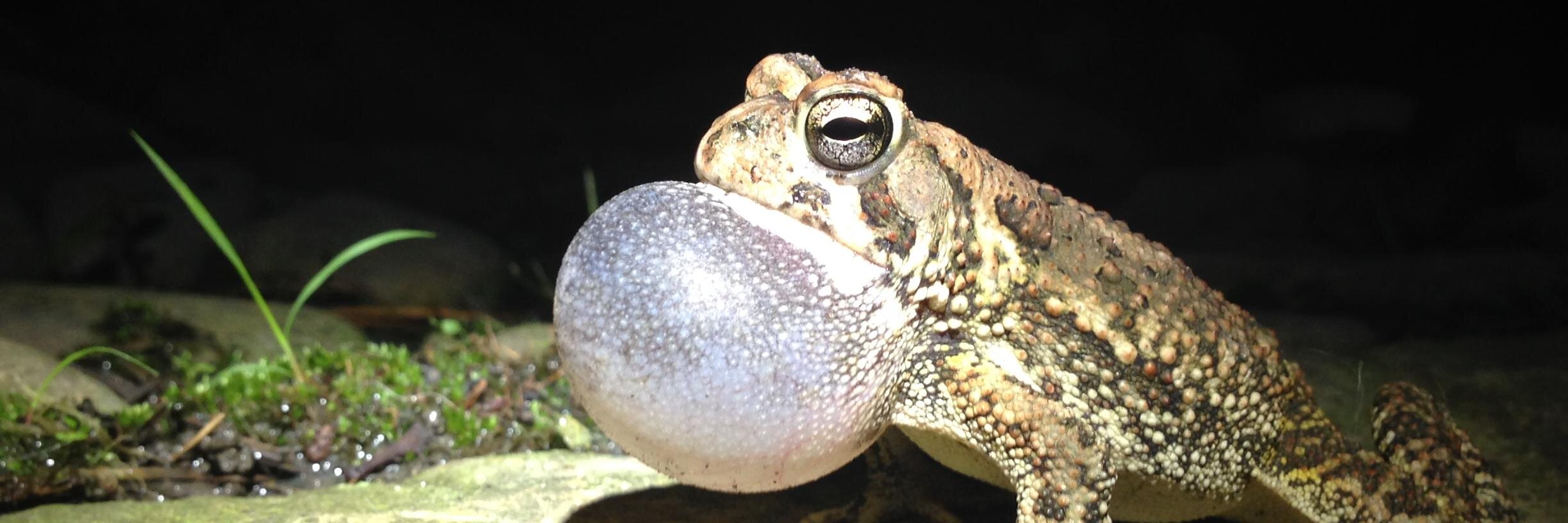 David Crumbley banner