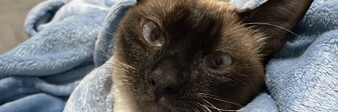 mayapcr_'s profile banner image