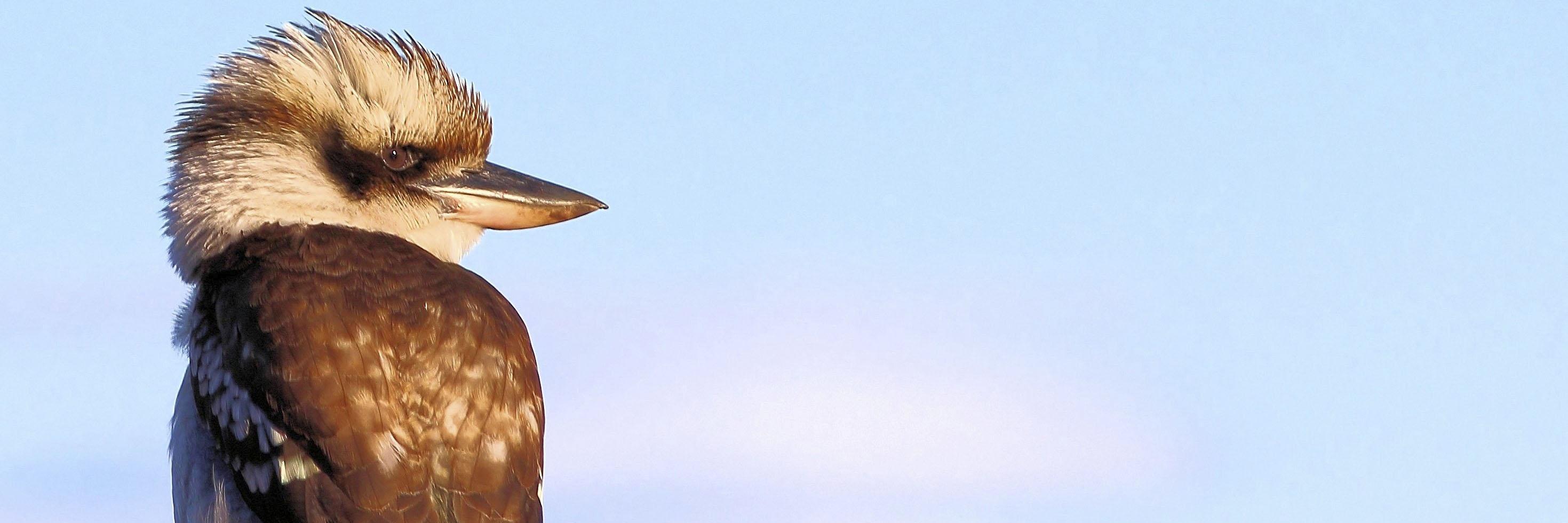 BCCVL's profile banner image