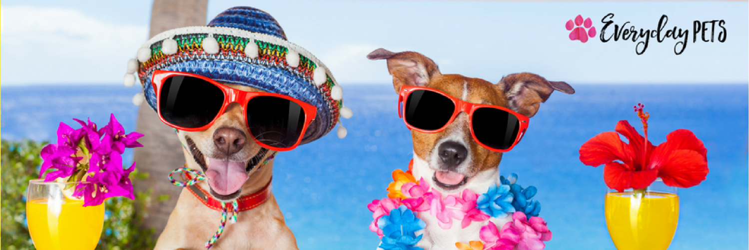 Everyday_Pets's profile banner image