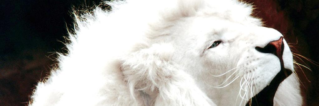 Shadyarsanius's profile banner image