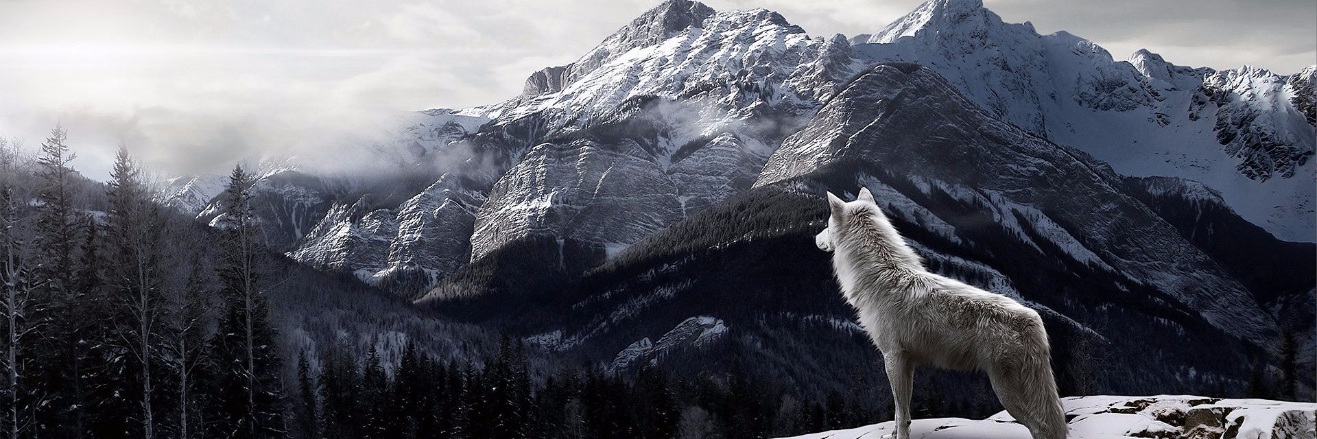 therealpaostark's profile banner image