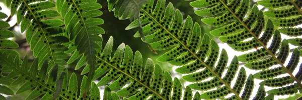 RobbieQT Profile Banner