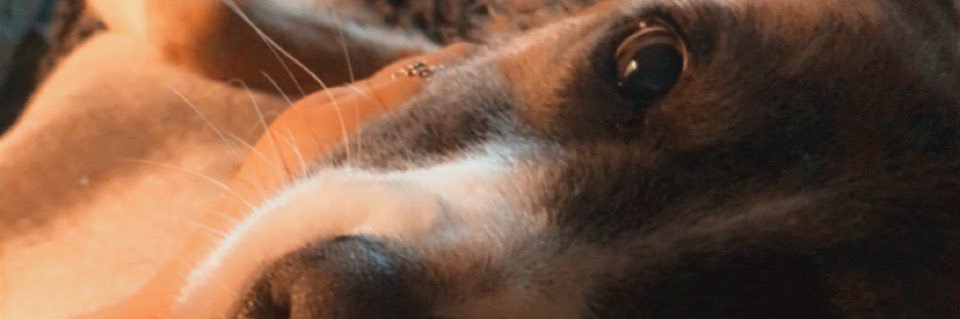 cales519's profile banner image