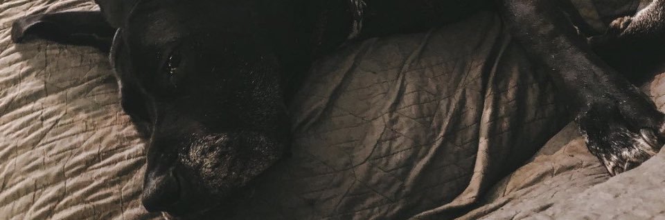 Caroline_Witty's profile banner image