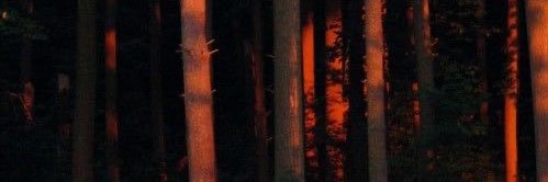 moledelor's profile banner image