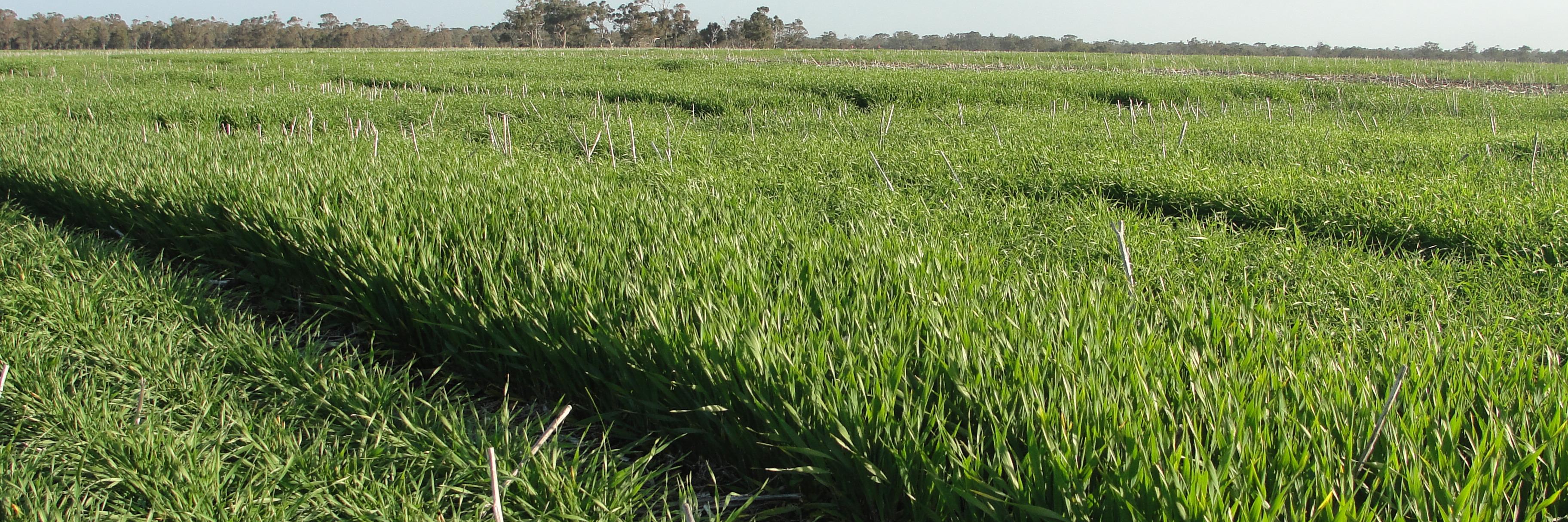 David Tabah ("DT") banner