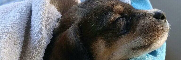 Dahomietae's profile banner image