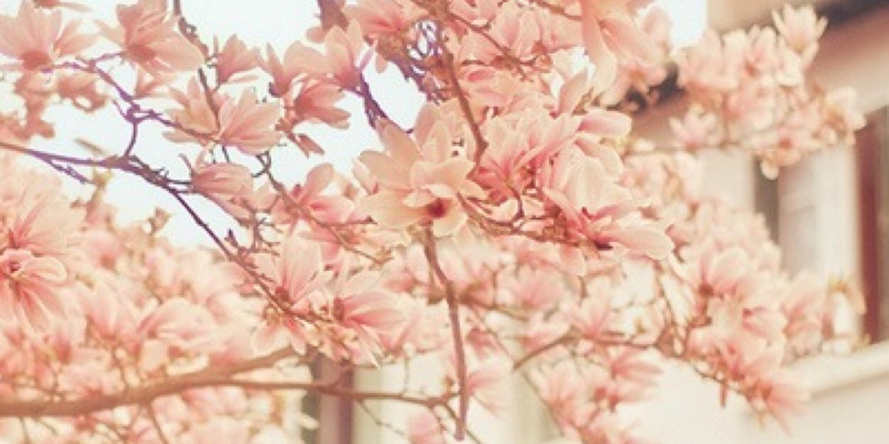 Soroha_'s profile banner image