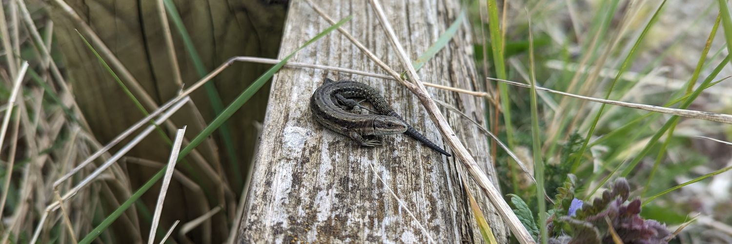 Caroline Readman banner
