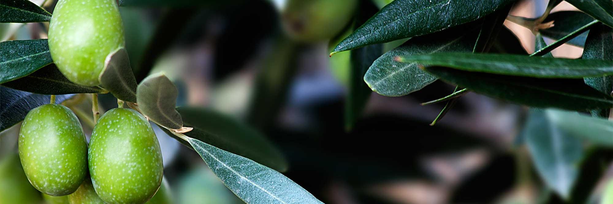 EvooExport's profile banner image