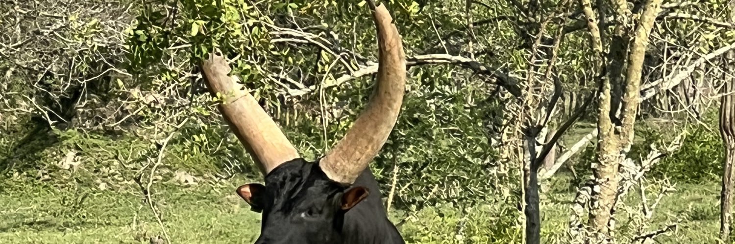WarrenNaamara's profile banner image