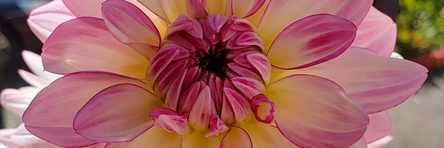 canopus_2887's profile banner image