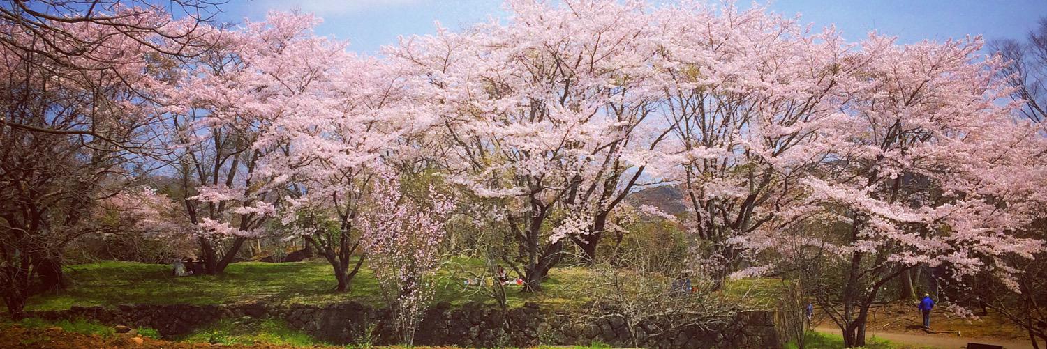 akirakohei's profile banner image