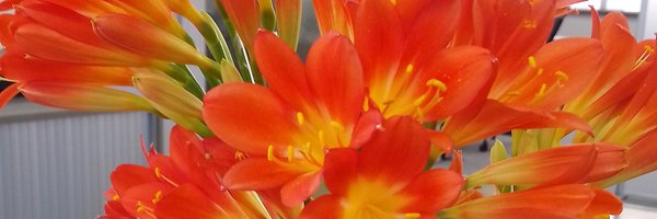 Zani2de Profile Banner