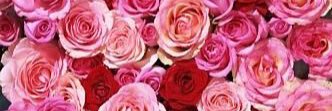 33Lvv's profile banner image