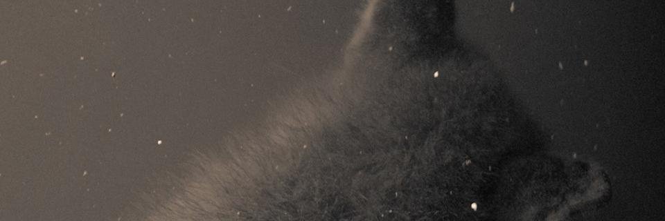 krawiel's profile banner image