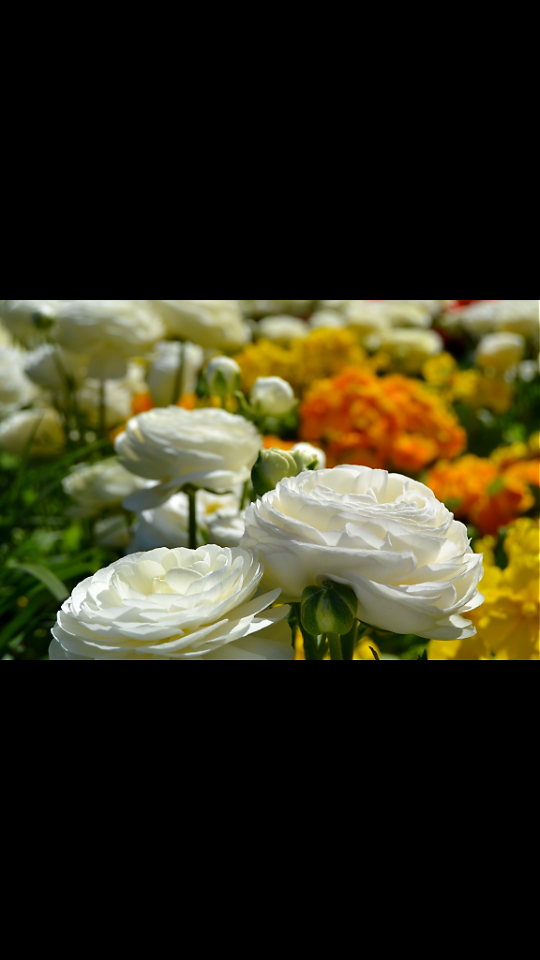MariaApa15's profile banner image
